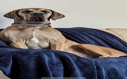 Great Dane dogs for sale: 7 left -12 beautiful Great Dane puppies black/blue - Image 16