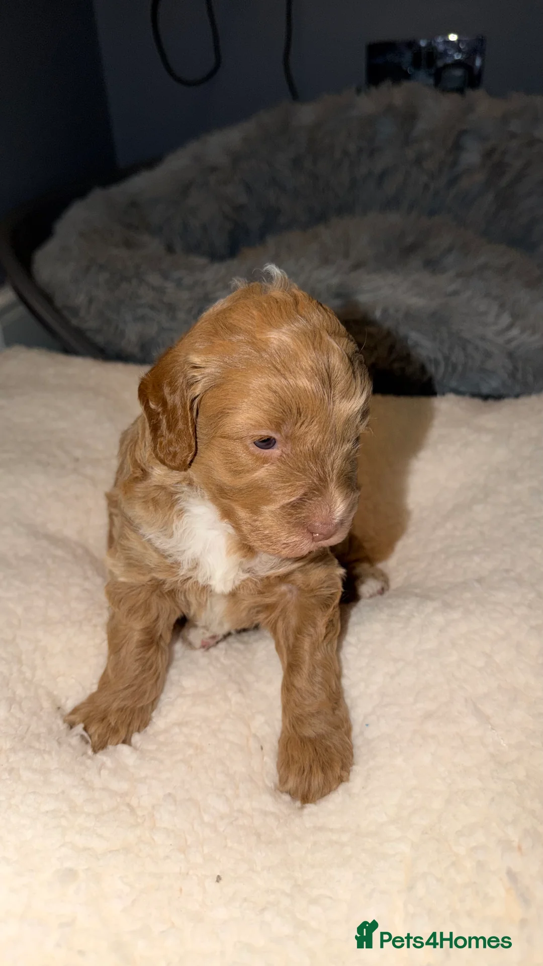 Cockapoo dogs for sale: COCKERPOO GIRLS F2B - Advert 8