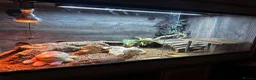 Bearded Dragon reptiles for sale: 9 month old bearded dragon in Neath - Advert 4