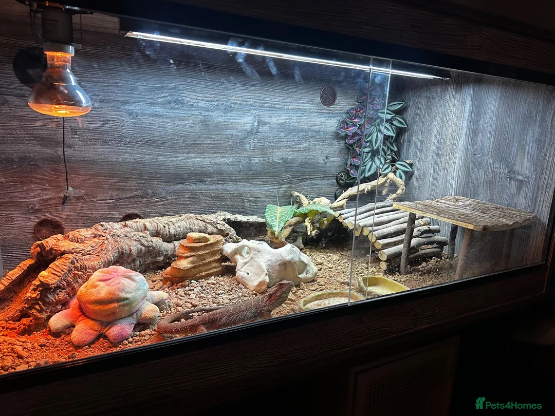 Bearded Dragon reptiles for sale: 9 month old bearded dragon in Neath - Advert 4