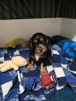 Cocker Spaniel dogs 2 super Black and Tan boy cocker spaniel puppies - Advert 12