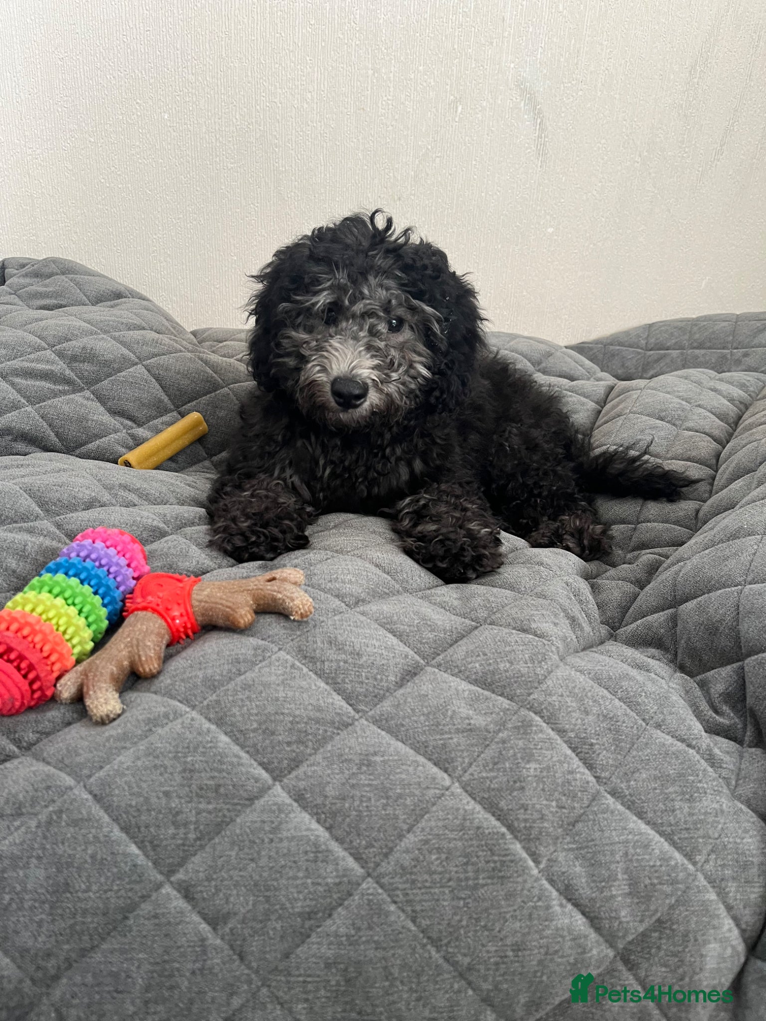 Cockapoo dogs Cockapoo Puppies  - Advert 14