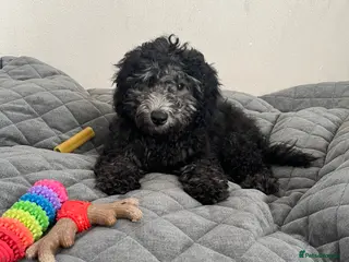 Cockapoo dogs Cockapoo Puppies - Advert 14