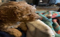 Miniature Poodle dogs for sale: REDUCED Mini poodle pups - Image 11