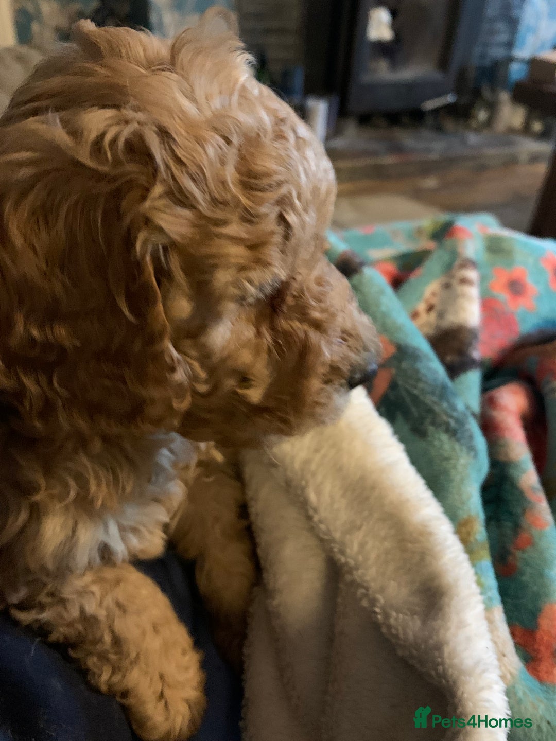 Miniature Poodle dogs for sale: REDUCED Mini poodle pups - Image 11