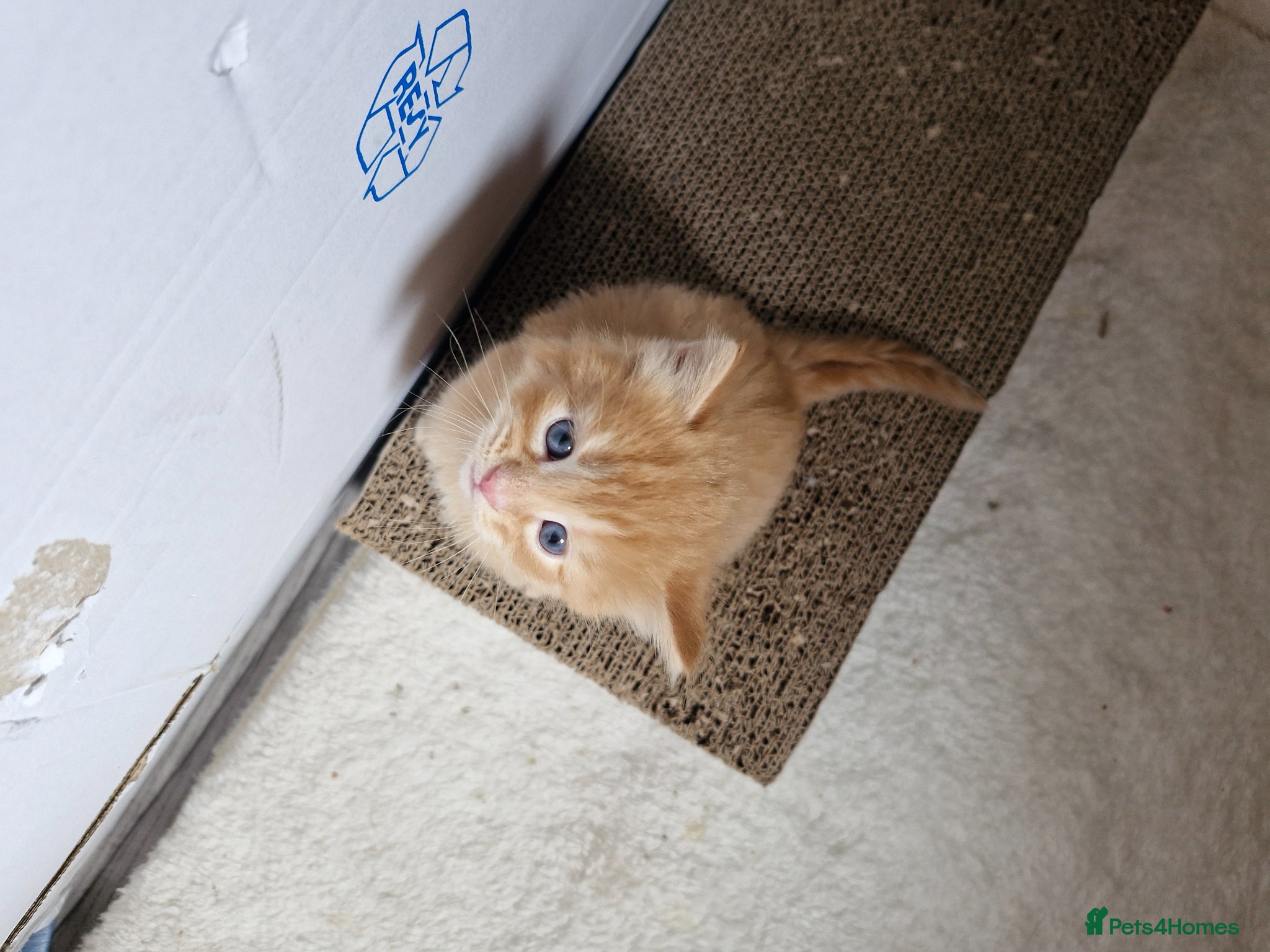 Mixed Breed cats for sale: Cute ginger kittens 1 short haired 2 fluffy  in Liverpool - Advert 13