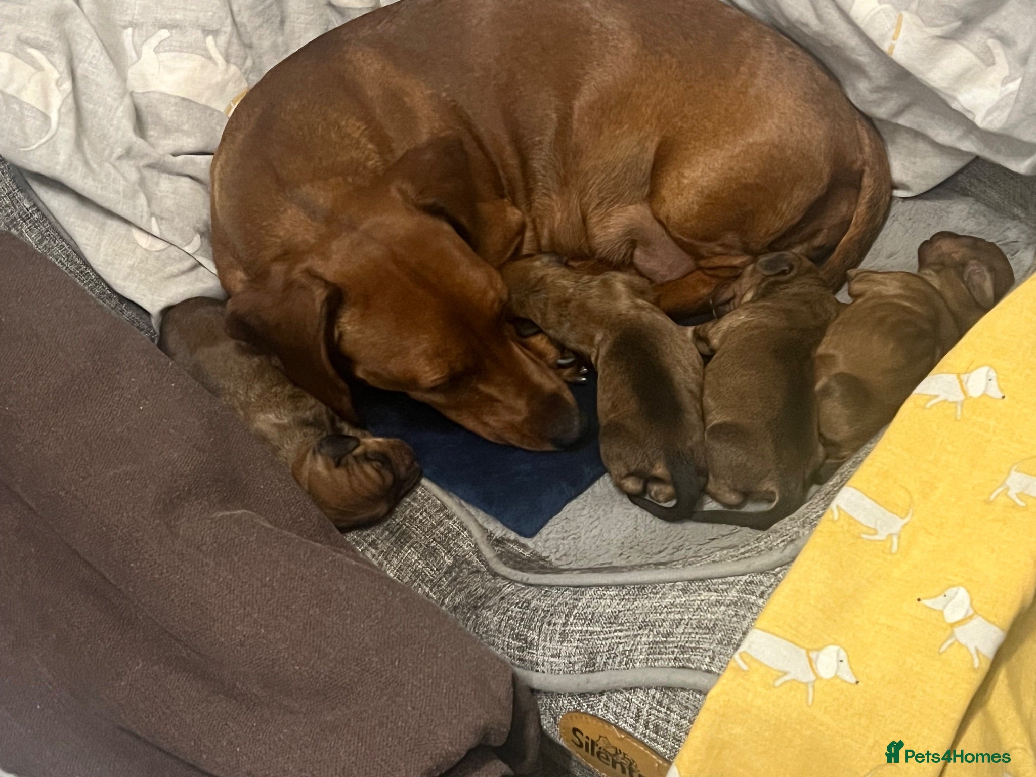 Dachshund dogs Dachshund boy  - Advert 1