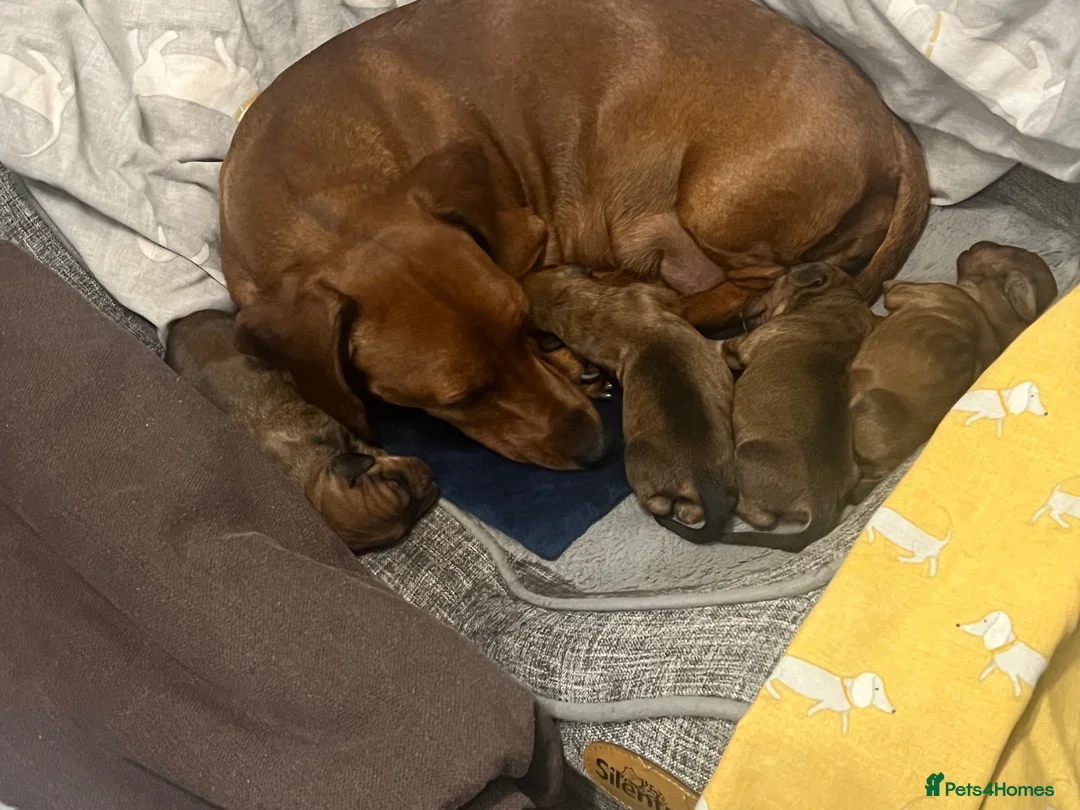 Dachshund dogs for sale: Dachshund boy  - Advert 1