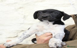 Mixed Breed dogs for sale: Gorgeous pointer x collie - Image 2