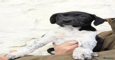 Mixed Breed dogs - Advert 3