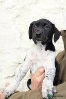 Mixed Breed dogs - Advert 3