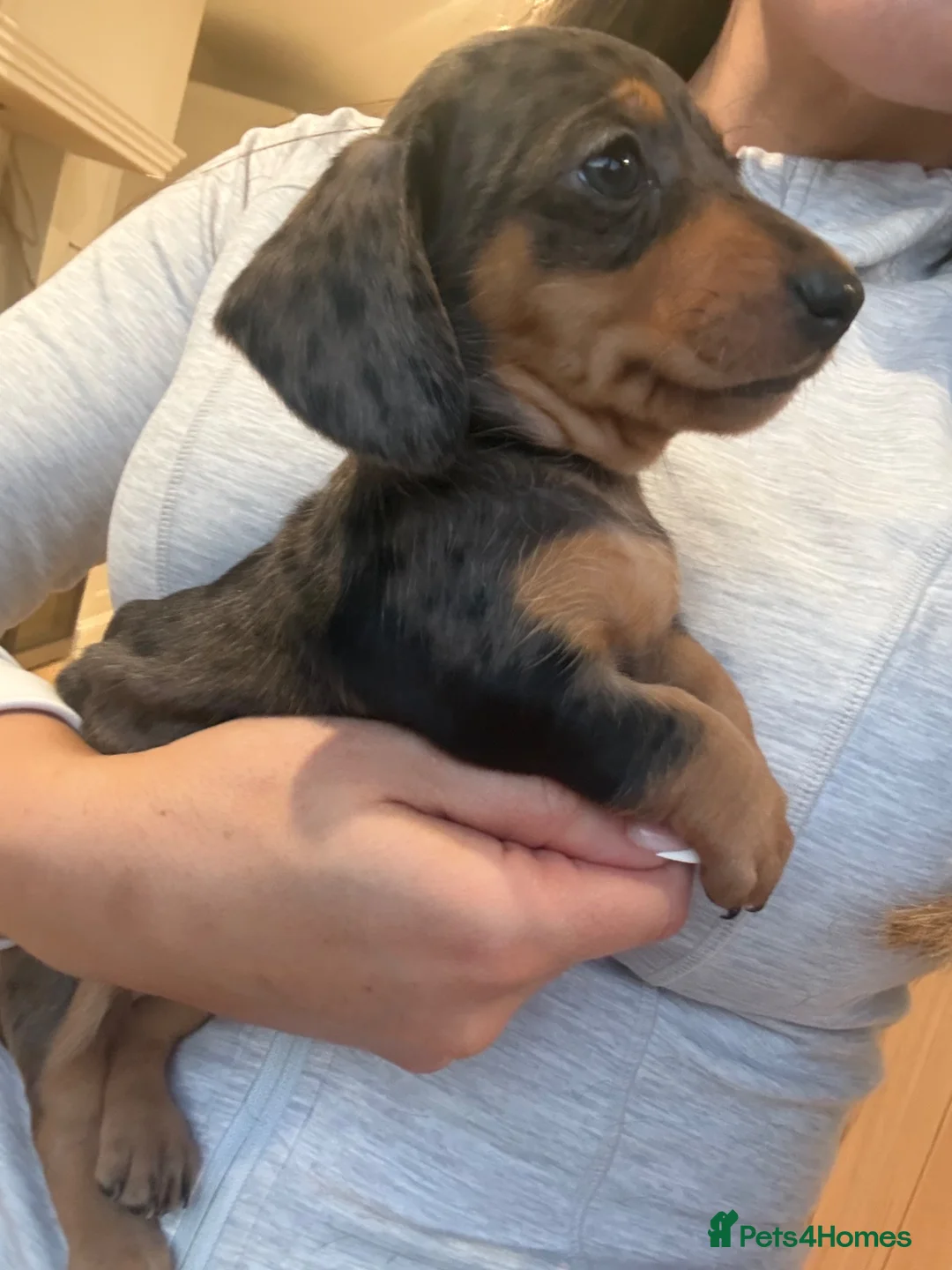 Miniature Dachshund dogs for sale: Mini Dachshunds - Ready for their forever homes in Peterborough - Advert 1
