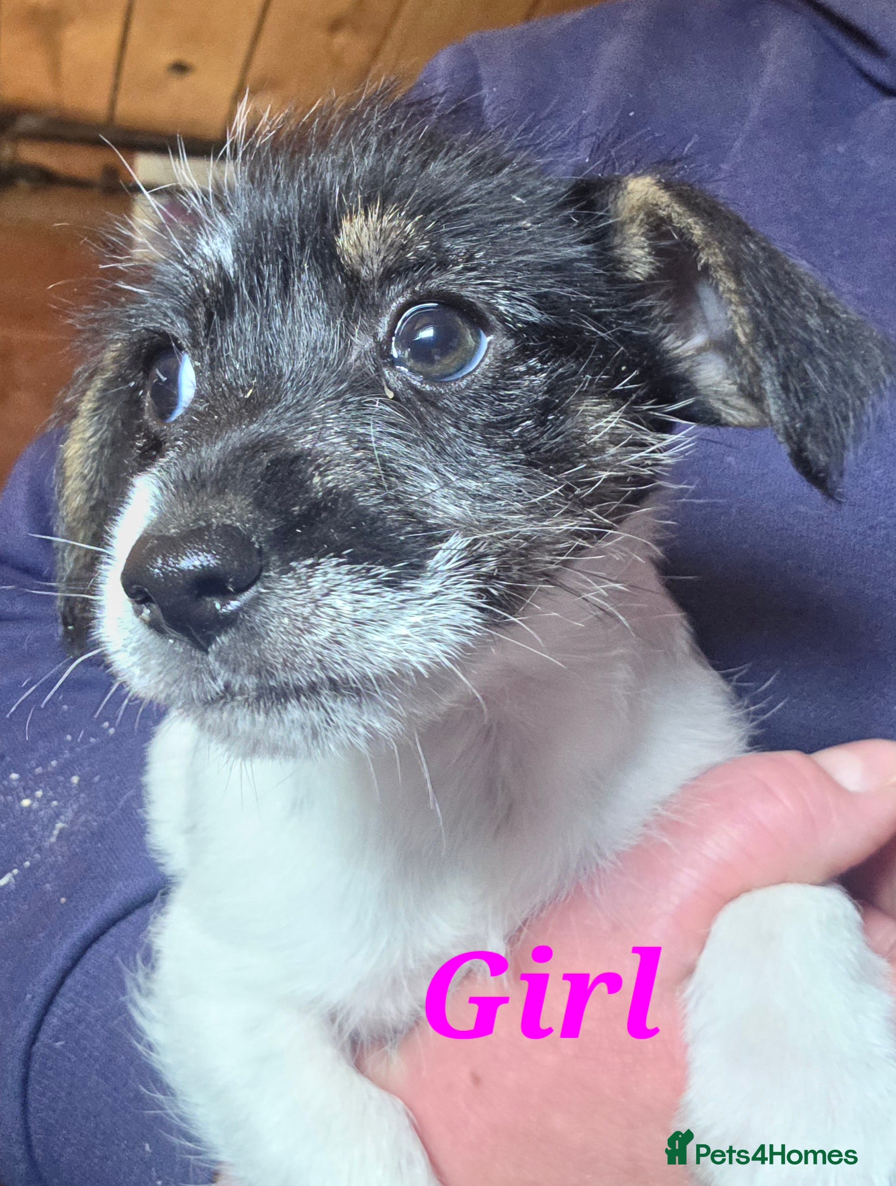 Jack Russell dogs Rough Coated Pure Bred Jack Russell  - Advert 2