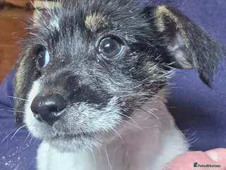 Jack Russell dogs Rough Coated Pure Bred Jack Russell - Advert 2