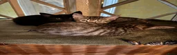 Savannah cats for sale: SavannahX GORGEOUS kittens  - Advert 3