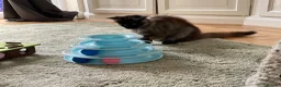 Maine Coon cats for sale: 2 Maine coon kittens  - Advert 17