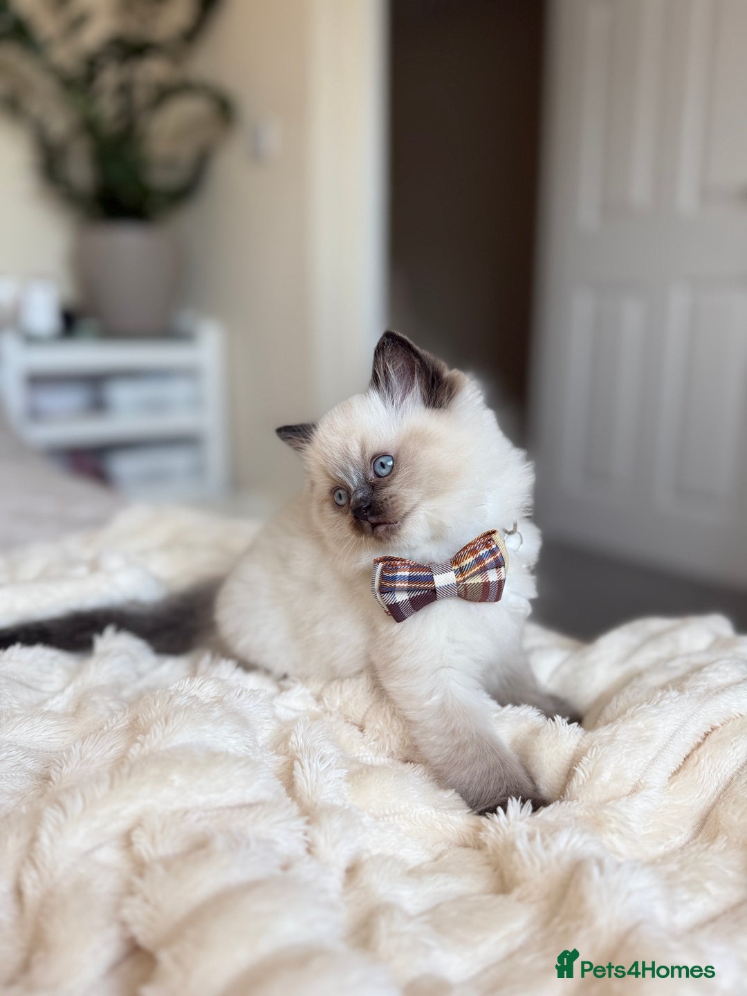 Ragdoll cats for sale: Beautiful Ragdoll Kitten for Sale – Seal Point - Advert 5