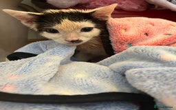 Mixed Breed cats for adoption: Goose the rescue kitten needs forever home - Image 7
