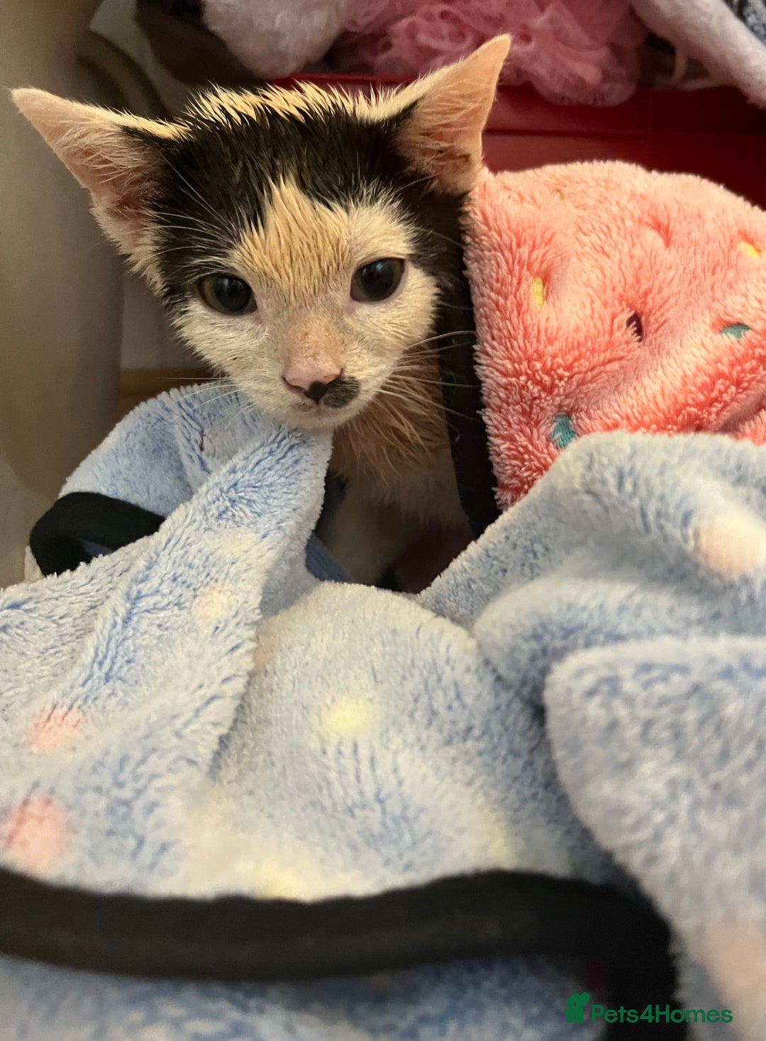 Mixed Breed cats for adoption: Goose the rescue kitten needs forever home - Image 7