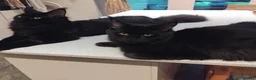 Maine Coon cats for sale: Big size maine coon, black with white in Orpington - Advert 8