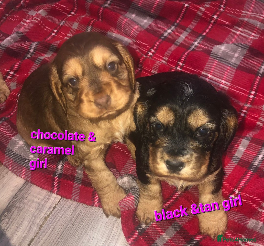 Cocker Spaniel dogs for sale: Cocker Spaniel puppies  - Advert 1