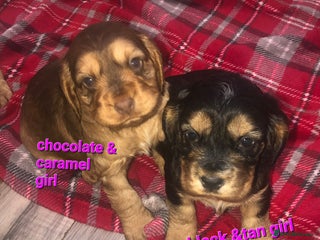 Cocker Spaniel dogs Cocker Spaniel puppies - Advert 15