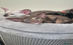 Oriental cats for sale: Oriental and Siamese Gccf registered kittens. - Image 28