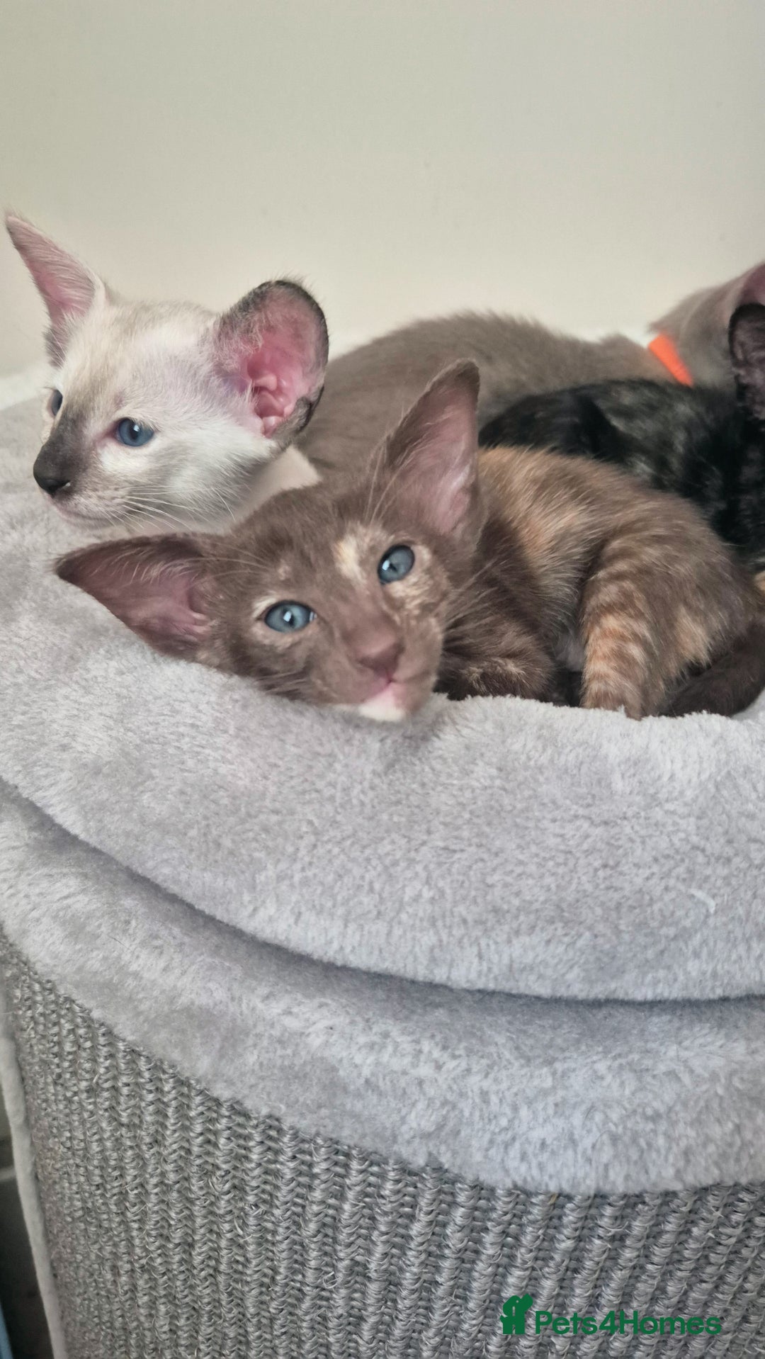 Oriental cats for sale: Oriental and Siamese Gccf registered kittens. - Image 28