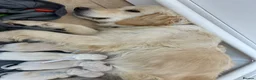 Golden Retriever dogs for sale: Gorgeous golden retriever pups - Advert 3