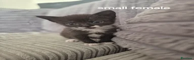 Domestic Shorthair Kitten 4
