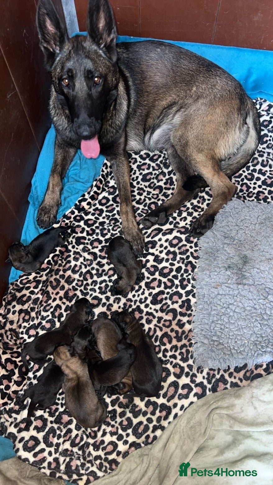 Belgian Shepherd Dog dogs  Belgian Malinois KC Bloodline Puppies - Advert 1