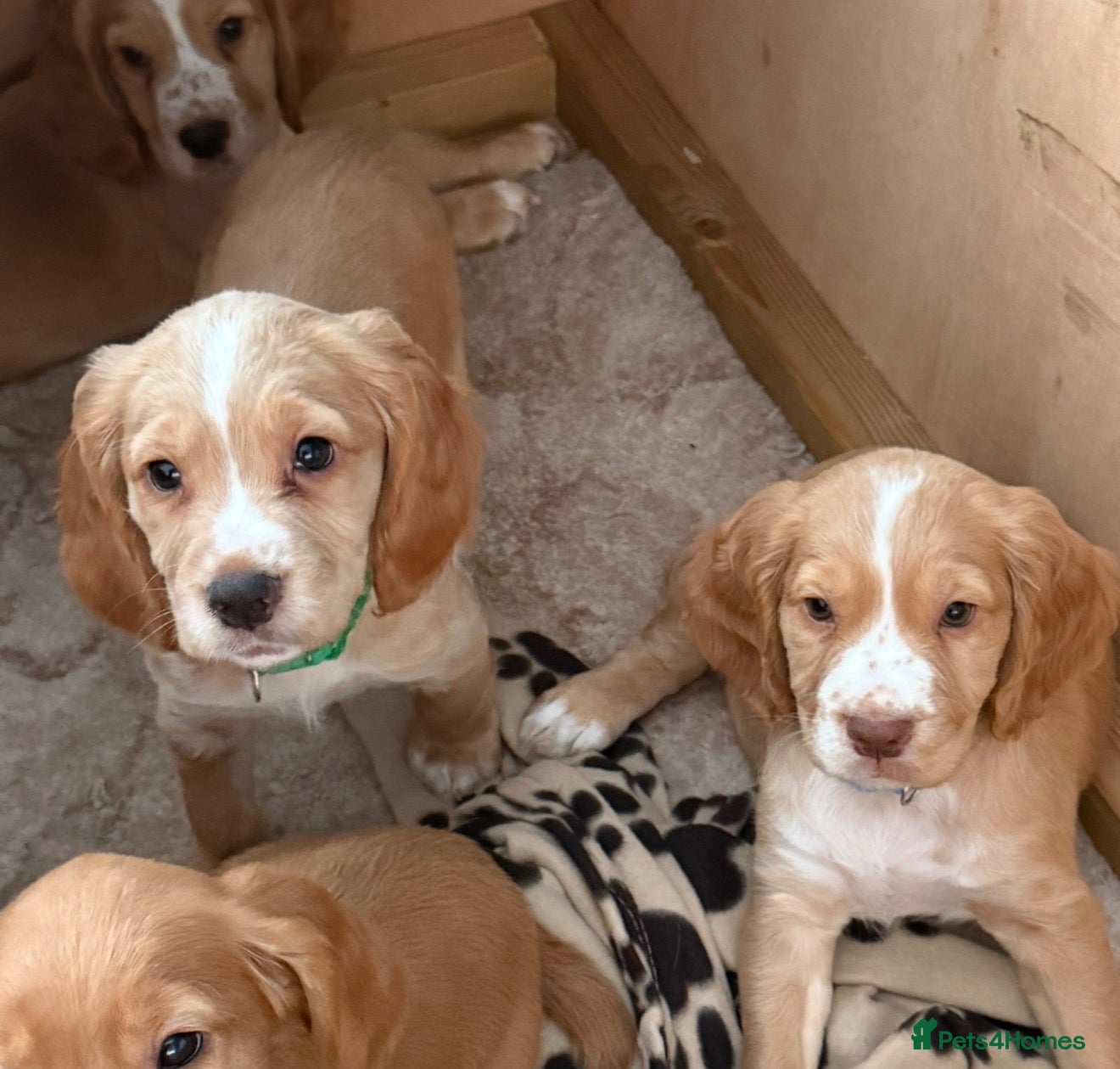Cocker Spaniel dogs Ready now.. ❤️ Kc registered cocker spaniel pups - Advert 1