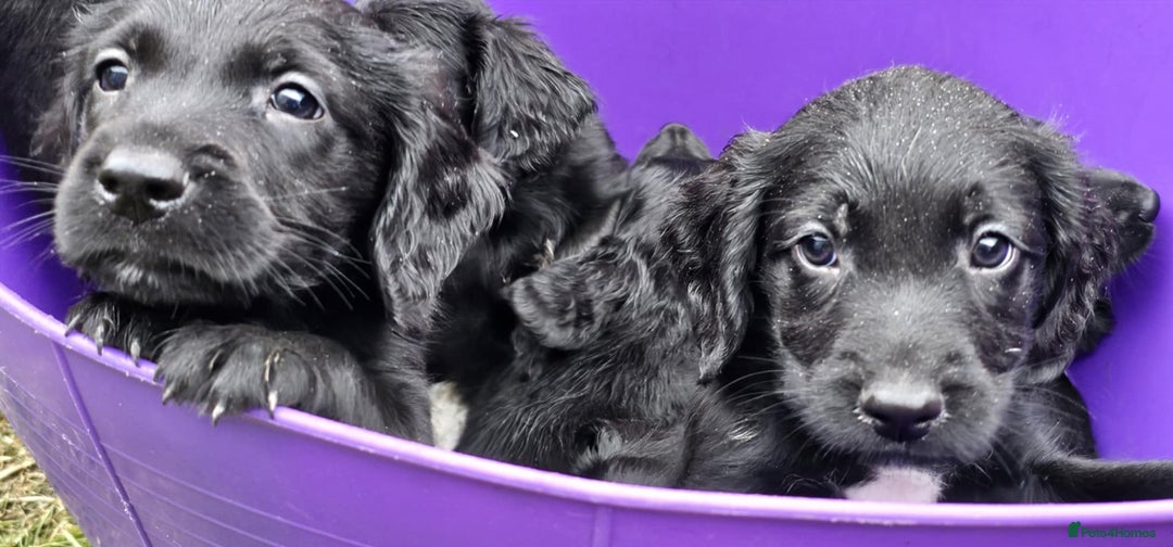 Mixed Breed dogs for sale: ** Spangold Retrievers ** - Image 25