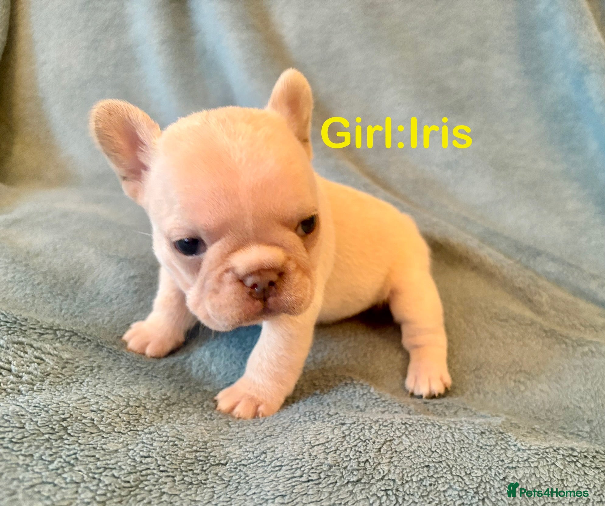 French Bulldog dogs French Bull Dog Puppies - Advert 14