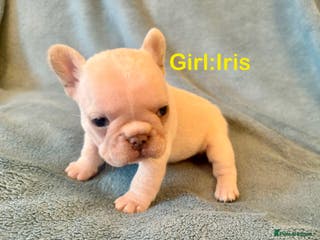 French Bulldog dogs French Bull Dog Puppies - Advert 19
