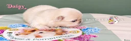 Pekingese dogs for sale: Cream girl kc licensed breeder health tested  - Advert 5