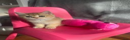British Shorthair cats for sale: Last British Shorthair Golden kitten GCCF reg - Advert 29