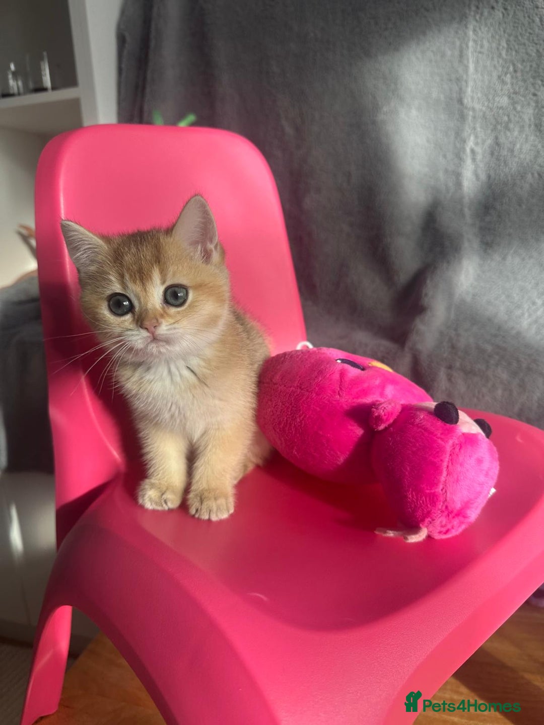 British Shorthair cats for sale: Last British Shorthair Golden kitten GCCF reg - Advert 29