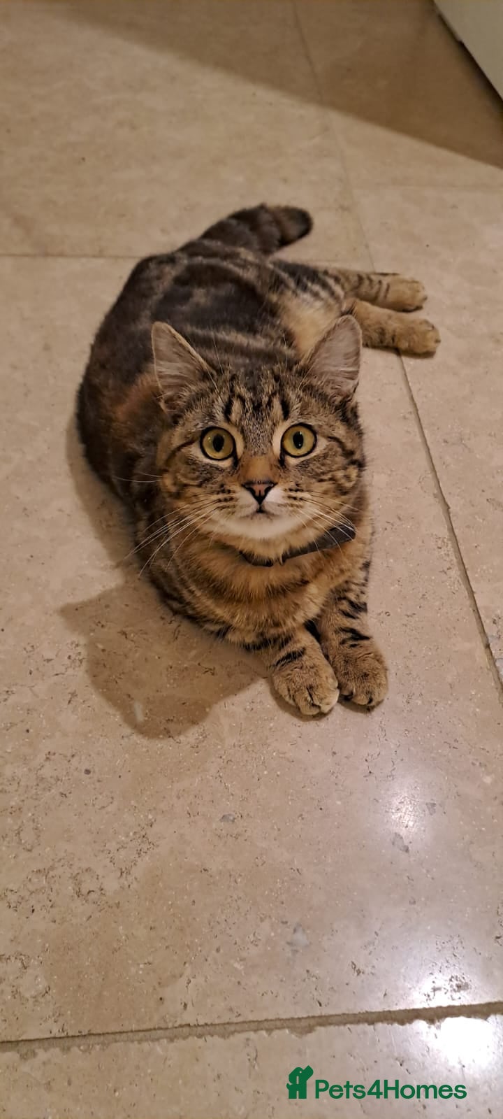 Bengal cats 2 YEAR OLD FEMALE TABBY CAT FOR SALE - Advert 2