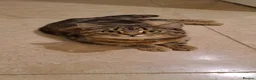 Bengal cats for sale: 2 YEAR OLD FEMALE TABBY CAT FOR SALE - Advert 1