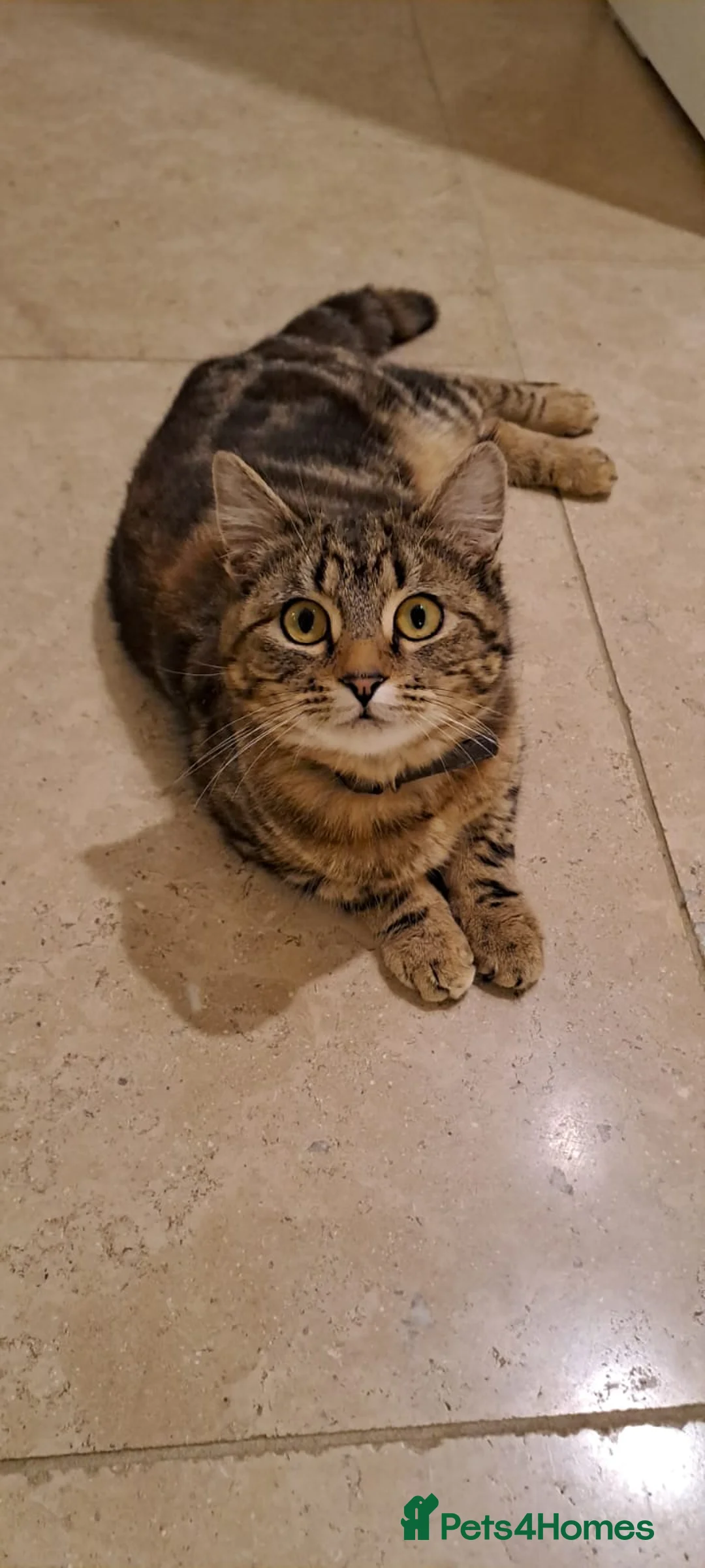 Bengal cats for sale: 2 YEAR OLD FEMALE TABBY CAT FOR SALE - Advert 1