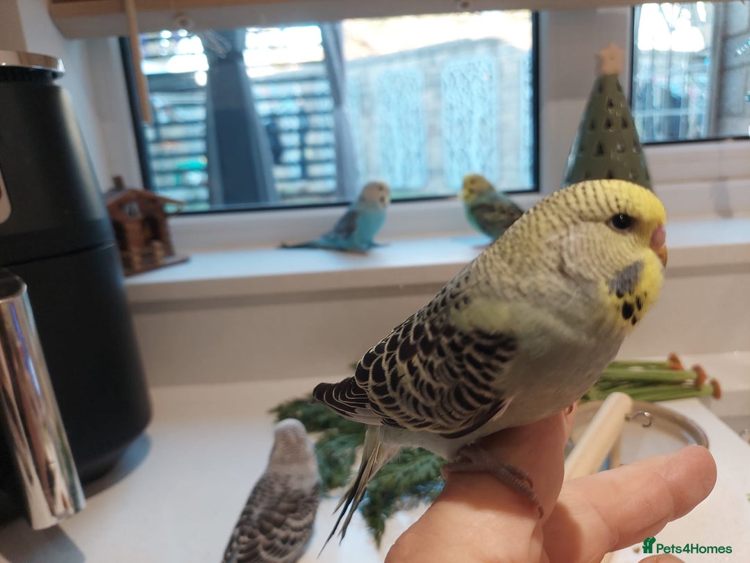 Budgerigars birds for sale: Tame Baby Budgies - Advert 8