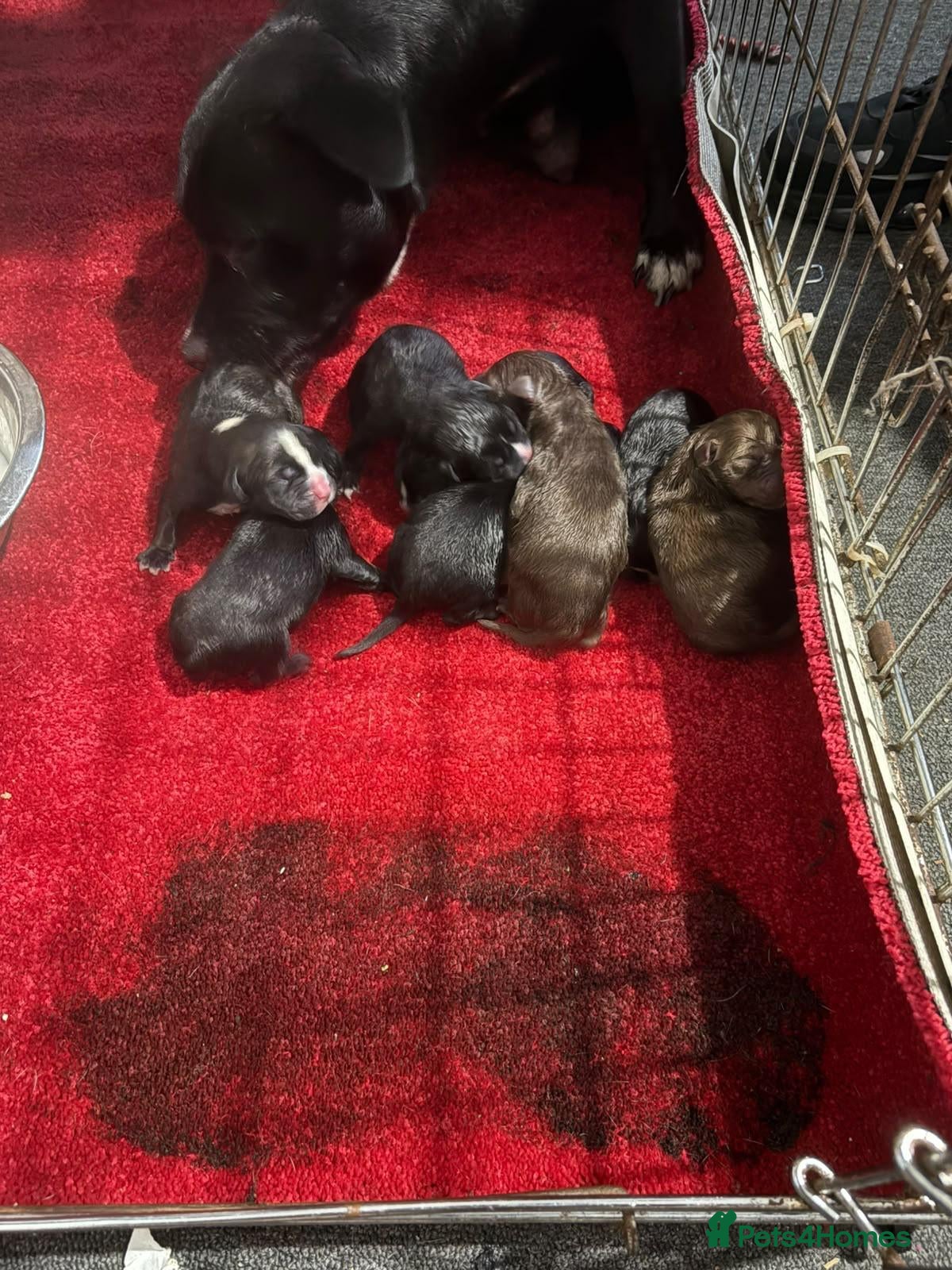 Staffordshire Bull Terrier dogs for sale: Staffy puppies for sale  - Advert 13