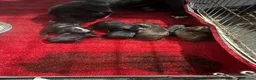 Staffordshire Bull Terrier dogs for sale: Staffy puppies for sale  - Advert 1