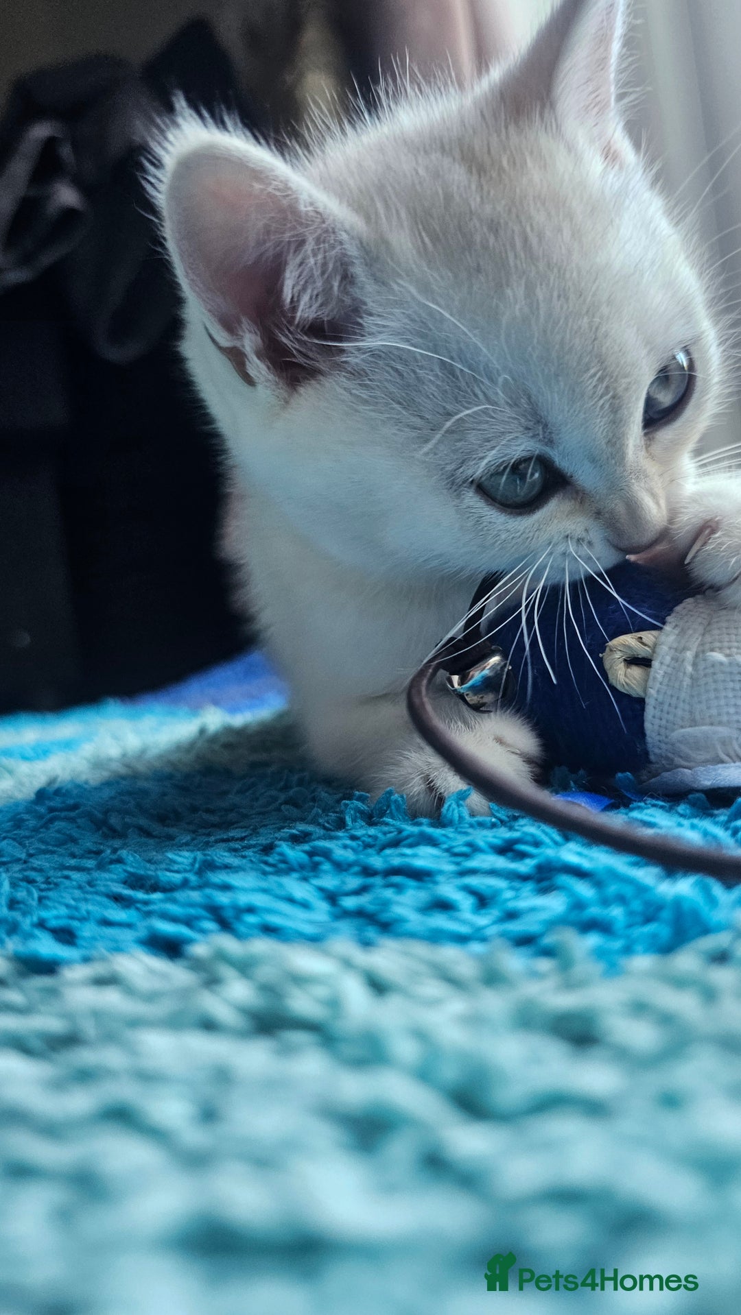 British Shorthair cats for sale: British Shorthair Kittens – Golden & Silver Shaded - Image 34