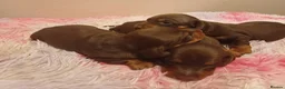 Miniature Dachshund dogs for sale: Beautiful chocolate & tan miniature dachshunds - Advert 2
