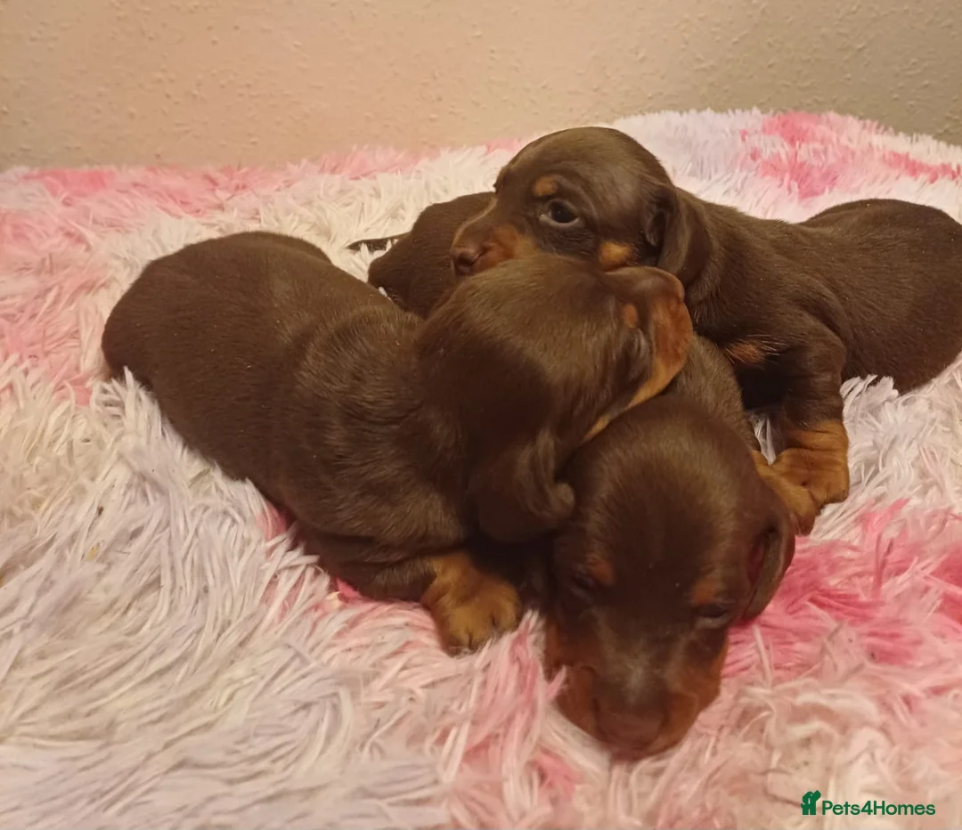 Miniature Dachshund dogs for sale: Beautiful chocolate & tan miniature dachshunds - Advert 2