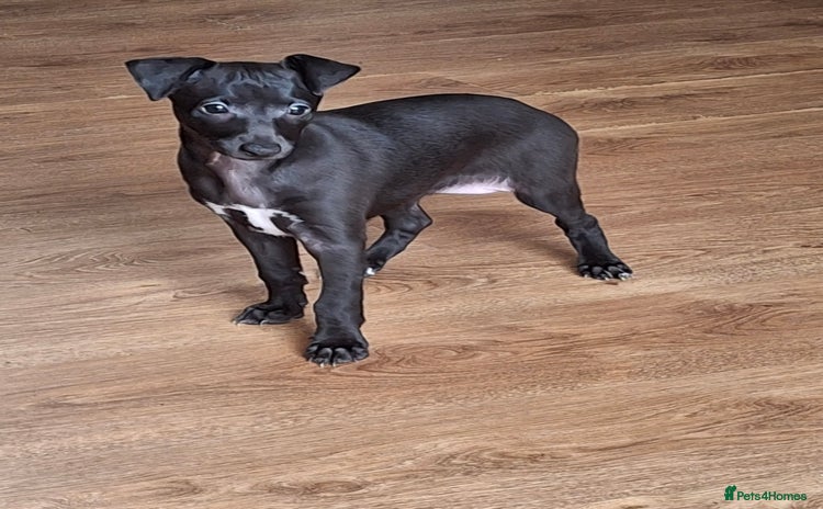 Mixed Breed dogs - Advert 2