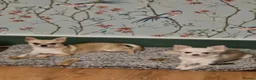 Chihuahua dogs for sale: First jab and health checked Luxury Chihuahua pups - Advert 12