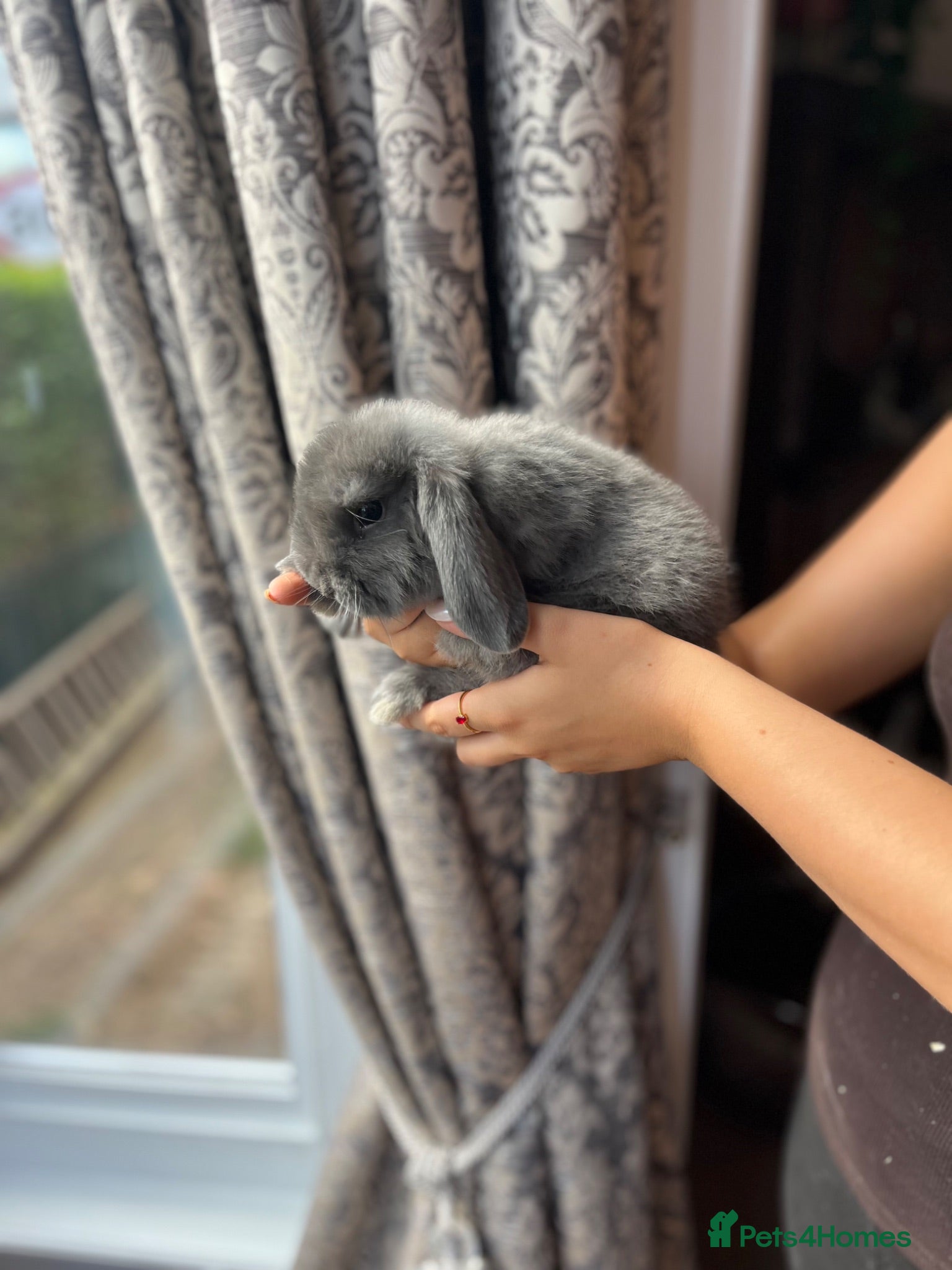 Mini Lop rabbits Mini Lop Babies - Advert 4